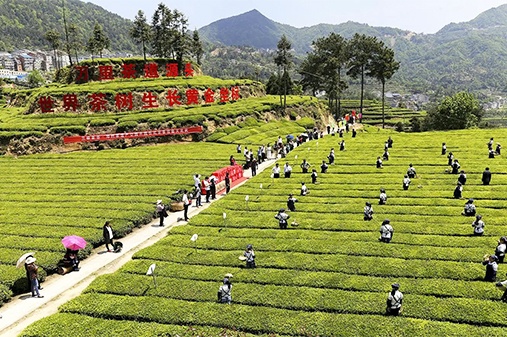 鄧村茶企